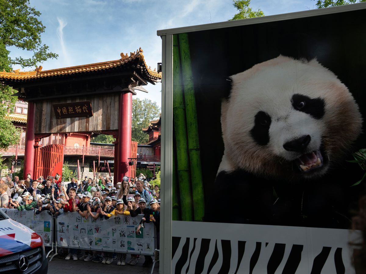 Het Nederlandse publiek juicht als de reuzenpanda aan zijn lange reis naar China begint