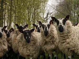 Inquisitve sheep