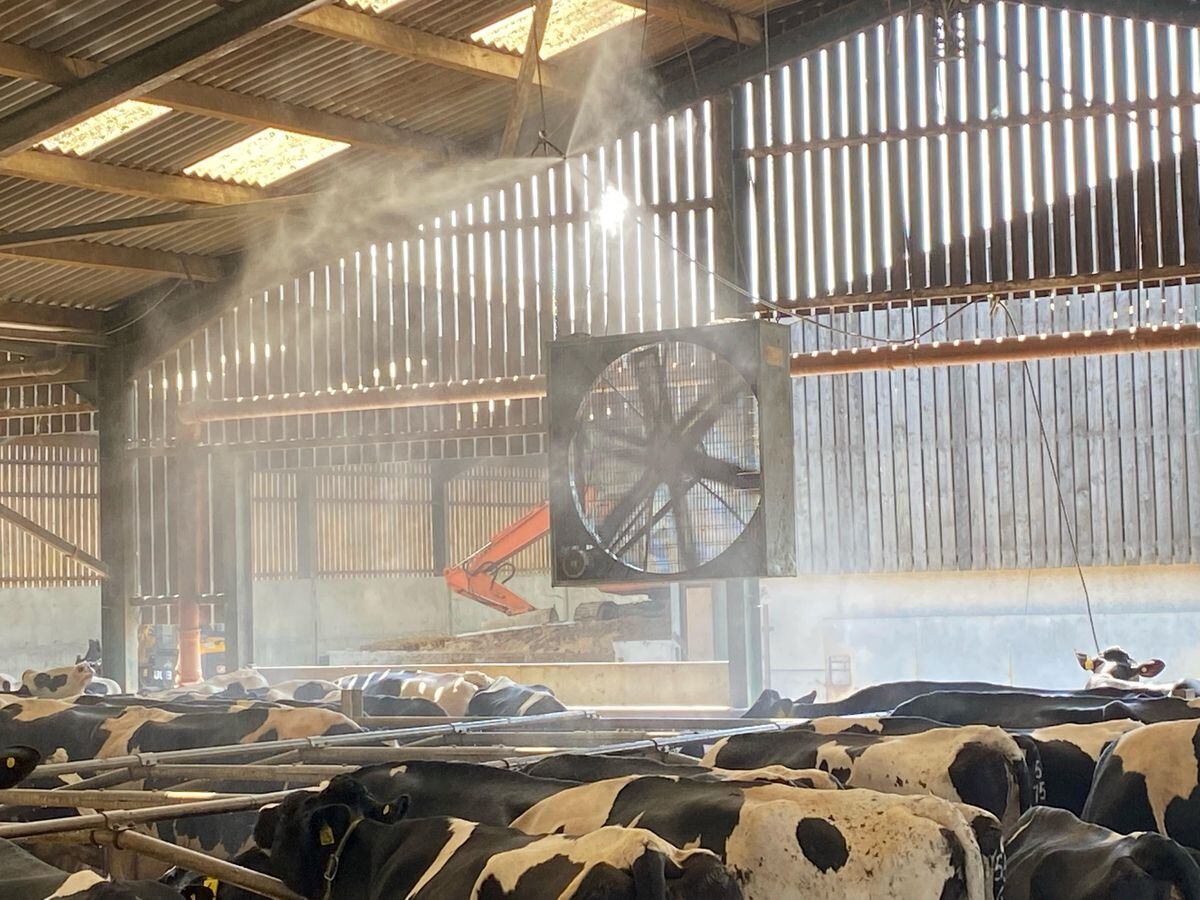 Cattle on a Yorkshire farm being sprayed with a fine mist of water as they cool off in the UK heatwave