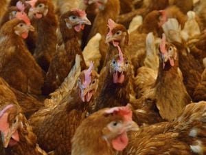 The chicken farm plans have been approved by Powys County Council