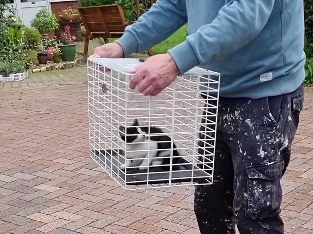 The little kitten safely rescued