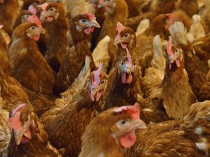 Welsh farmers must keep poultry indoors 
