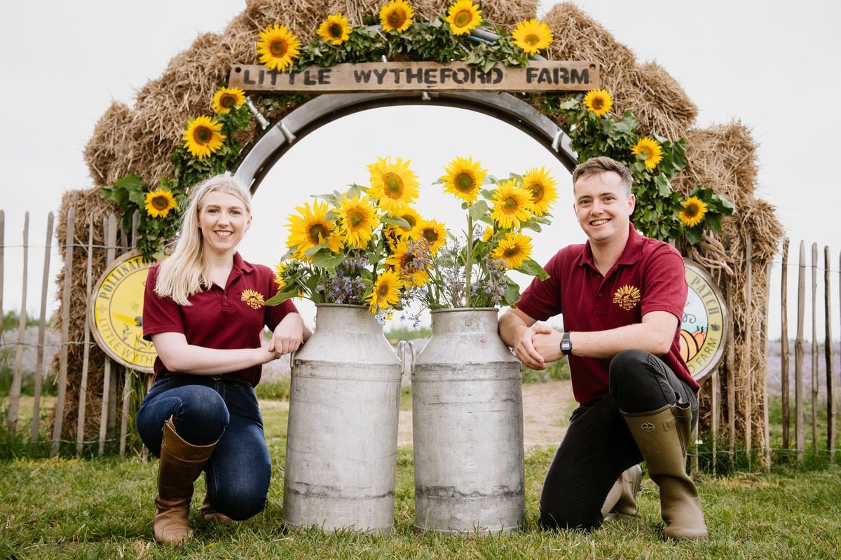 Amelia Davies and Simon Davies at Little Wytheford Farm near Shrewsbury have for the second year opened their gates to their Sunflower Farm after the huge success from last year