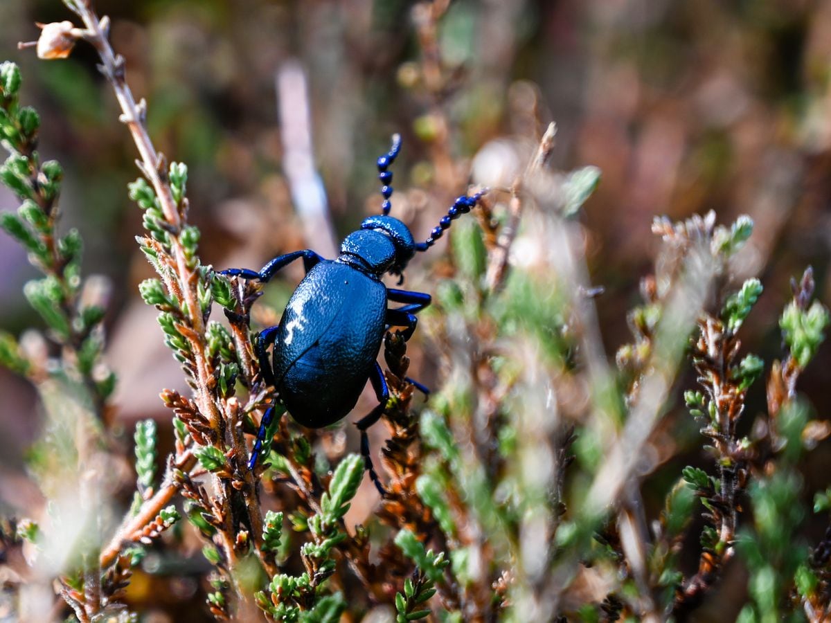 Rare beetle population increasing at National Trust site 