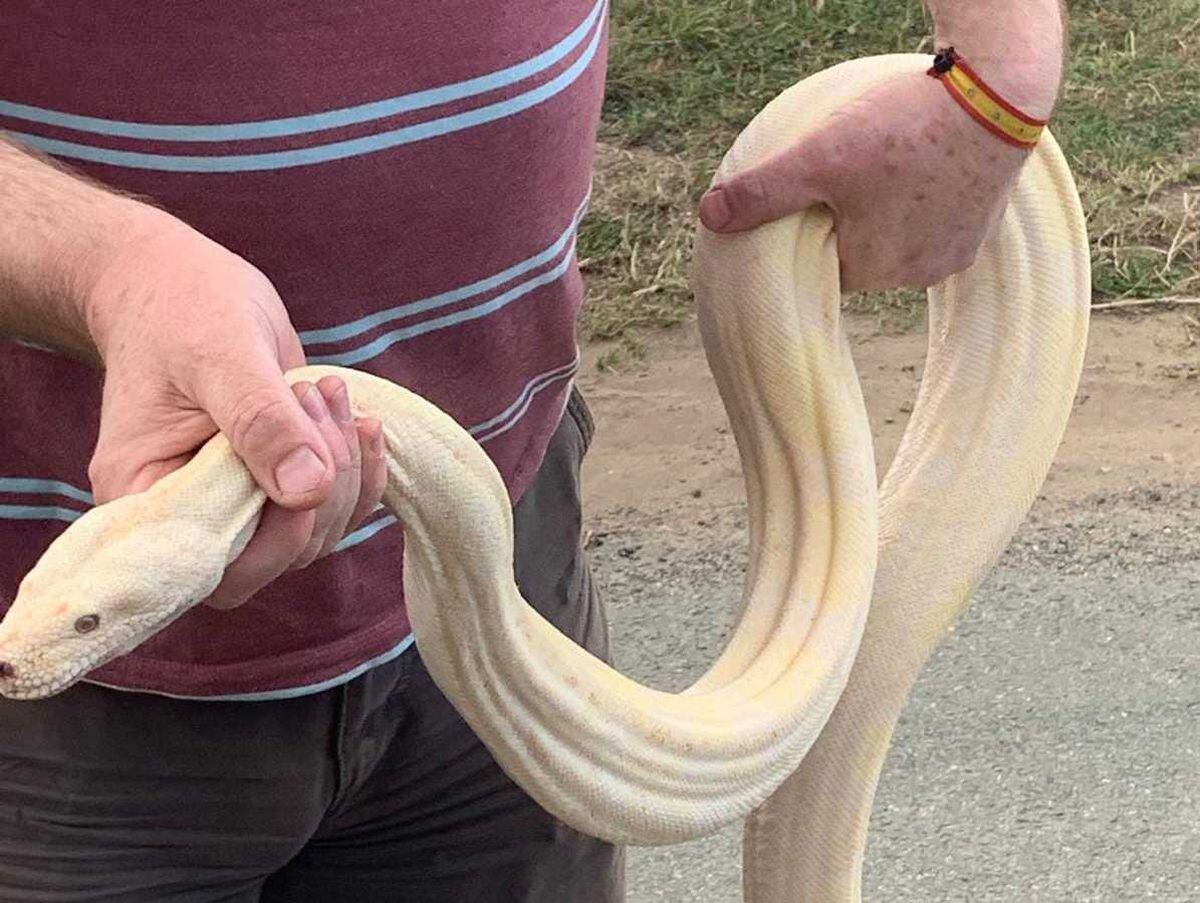Large albino boa constrictor discovered underweight and poorly in Shropshire nation lane