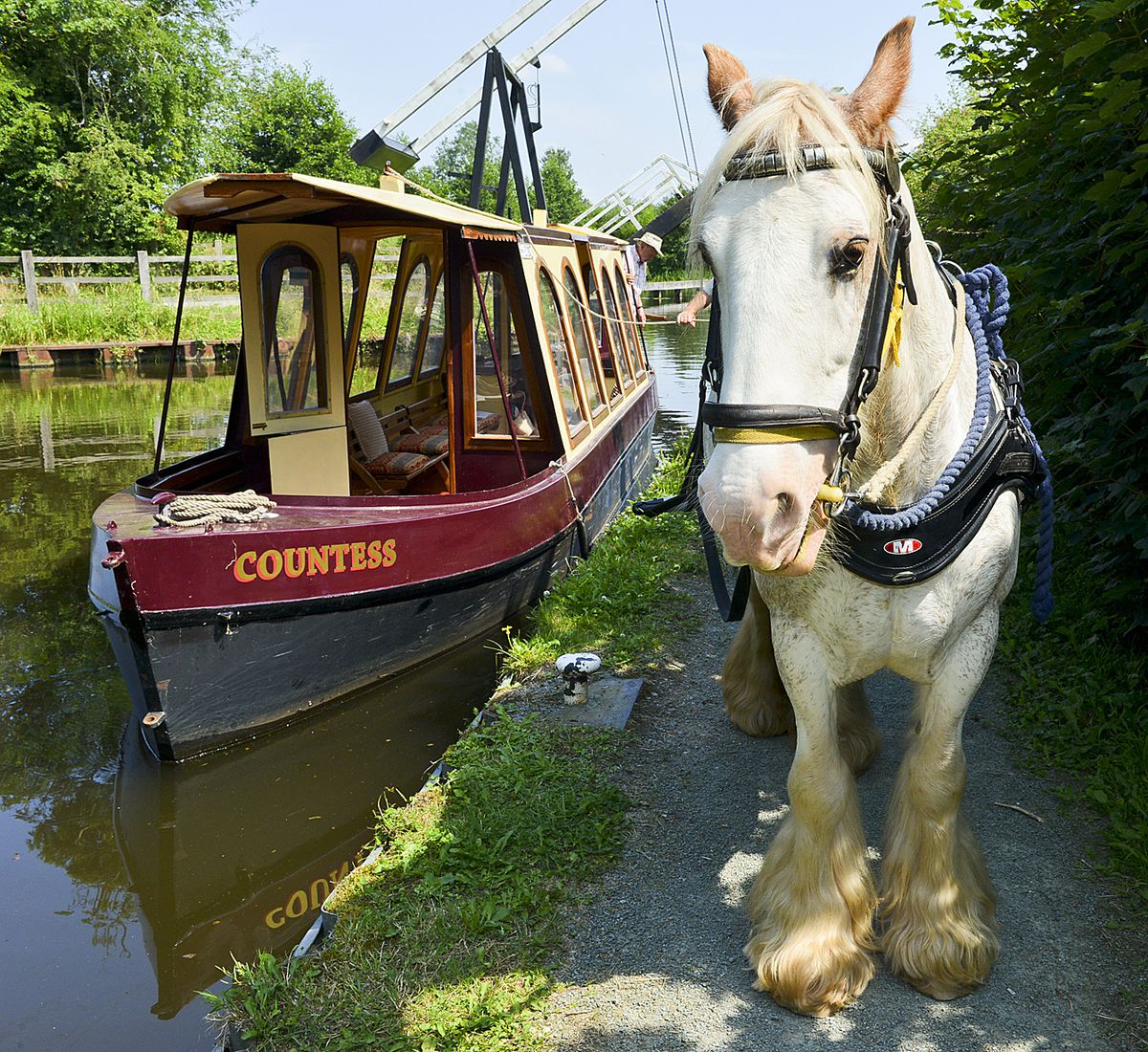 Cracker the horse at the horse drawn boat trips in 2014