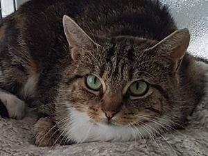 Summer is a three-year-old tabby and white cat who is looking for an outdoor, rural home.