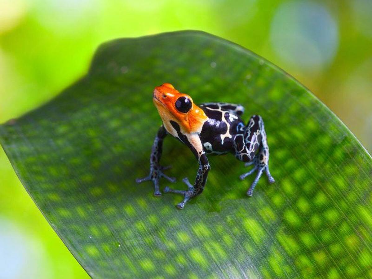 Now We Know Why Poison Frogs Don't Poison Themselves