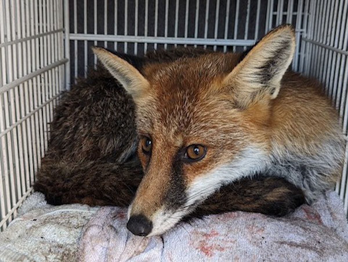 Rescuers use cunning to rescue bedraggled fox after 8ft plunge at Telford  sewage works | Shropshire Star