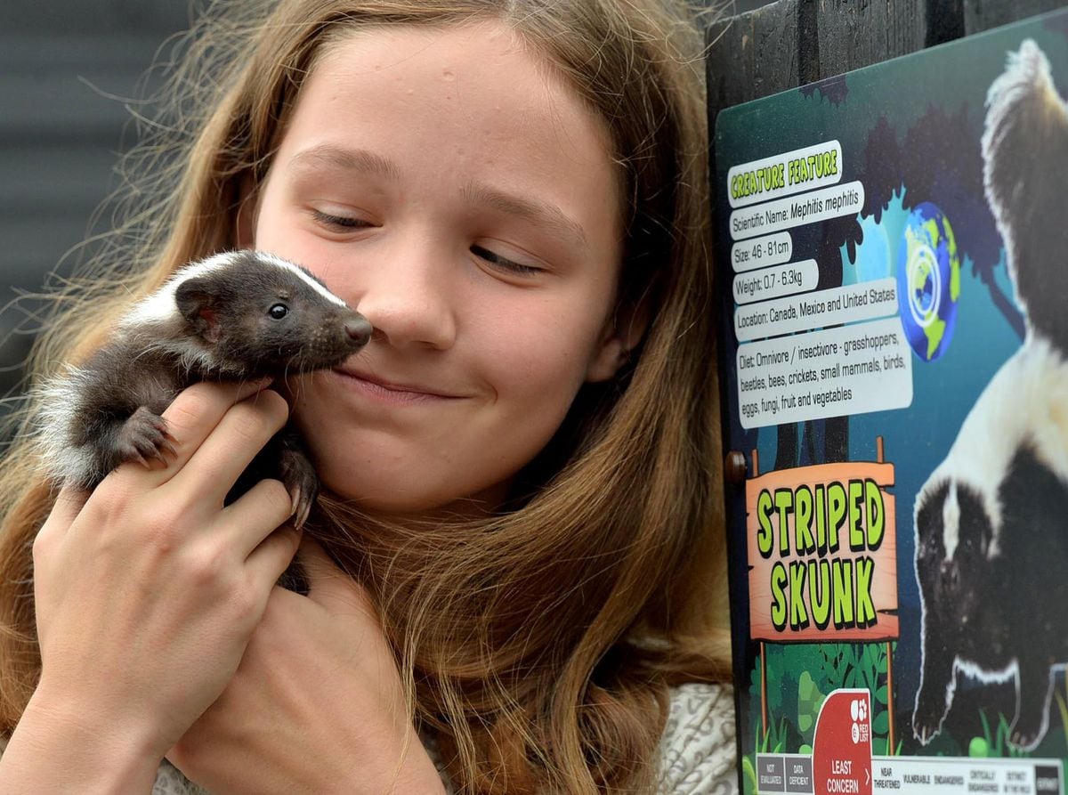 Baby skunk Tia held by Em Barton, 12, on the Exotic Zoo's opening day at Telford Town Park