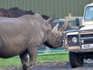 A rhinoceros at West Midland Safari Park