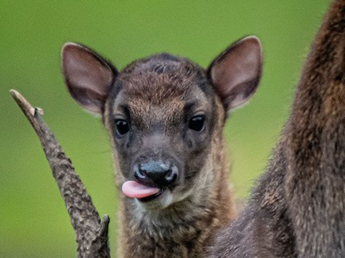 Cheeky baby deer born at Chester Zoo is one of only about 700 left in the  world | Shropshire Star