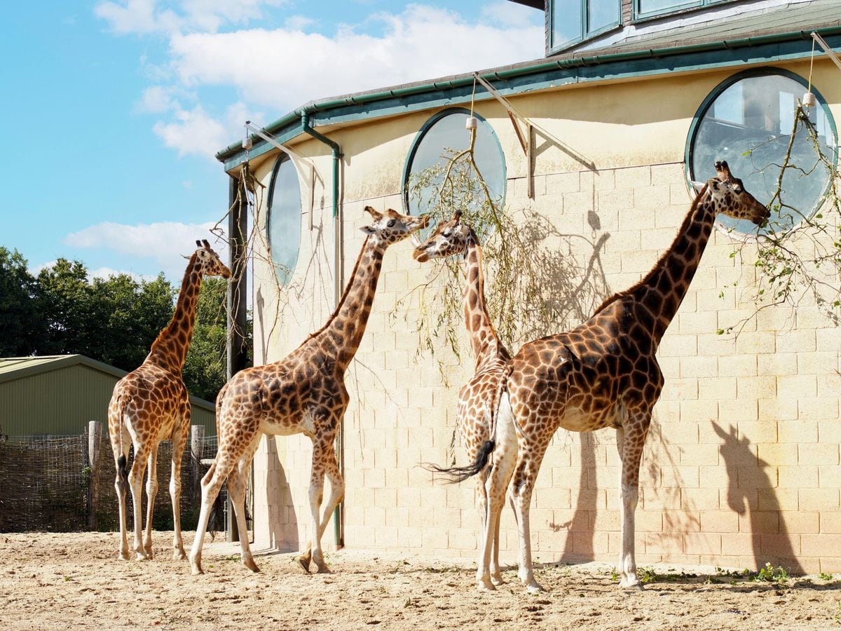Giraffes Makeda, Mburu, Ruby and Christa at the zoo