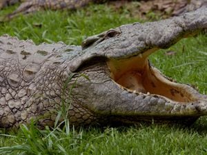 People came in search of the Cannock Crocodile, a beast repeatedly spotted in the dank waters during the summer months of 2003, but it was never found