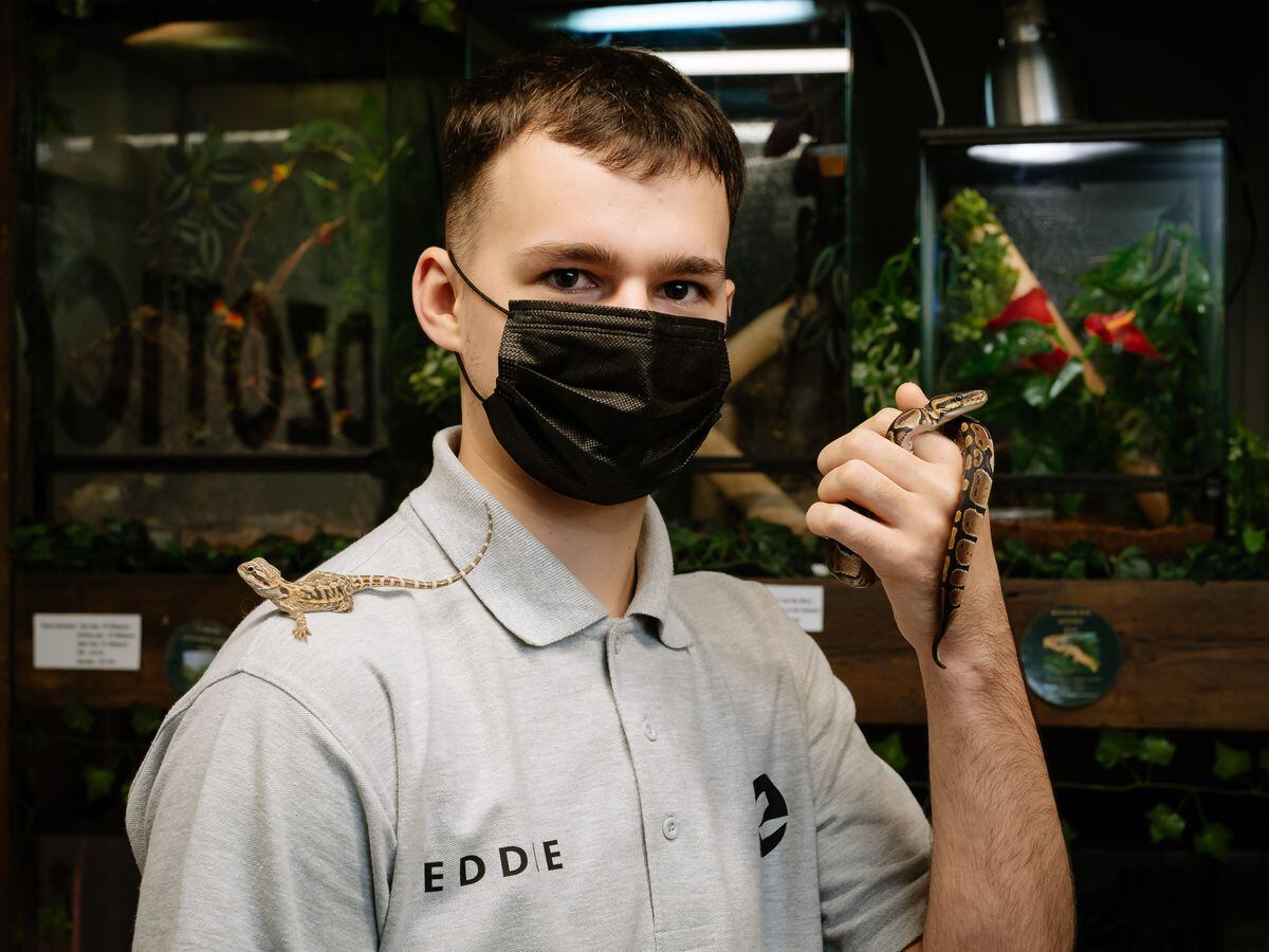 Ed Scott, 18, from Telford – with a Bearded Dragon and a snake – has set up his own exotic pet shop in Oakengates called Edzotics. 