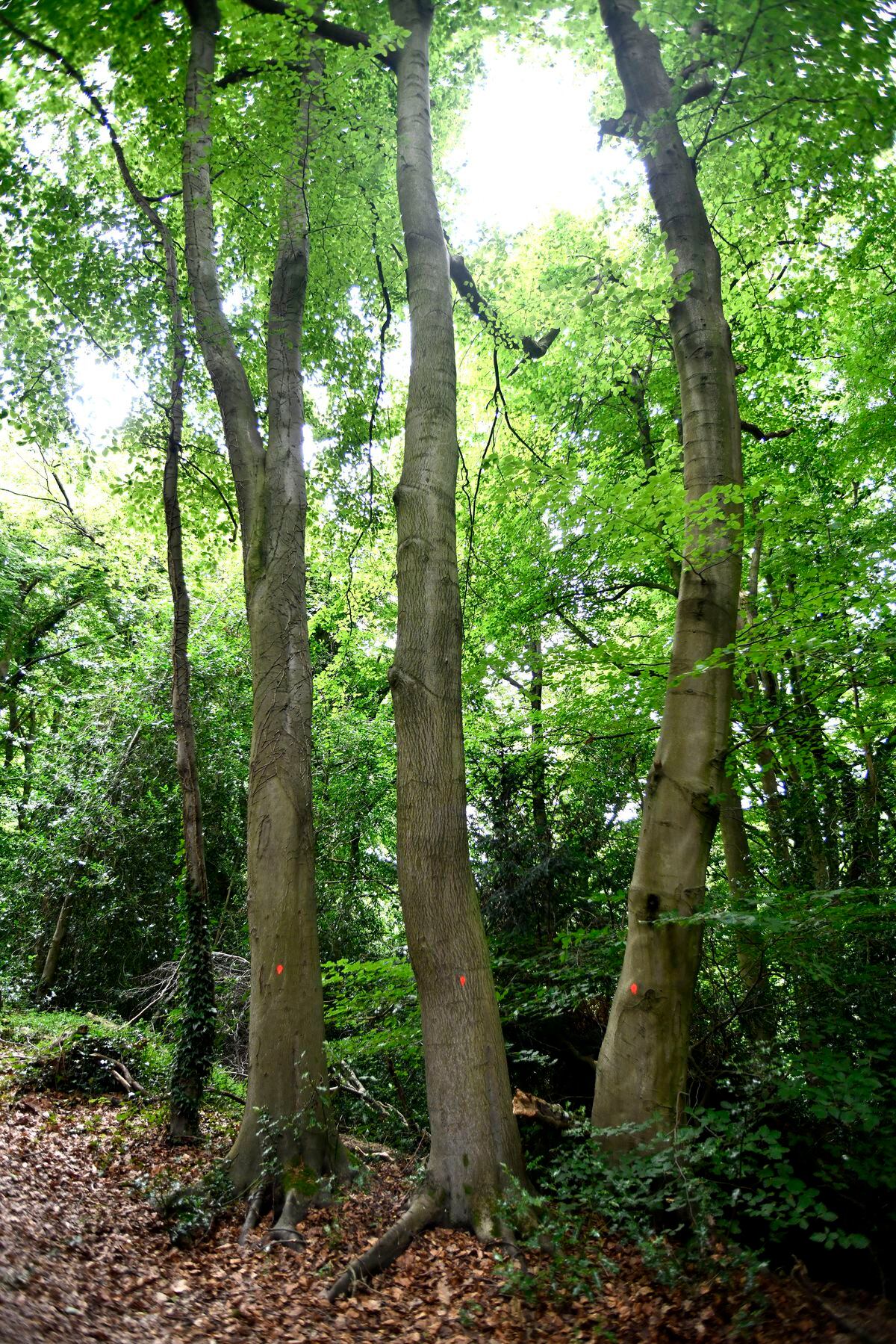 One of the 140 trees condemned with a red paintmark in Dale Coppice known as the Sabbath Walks.