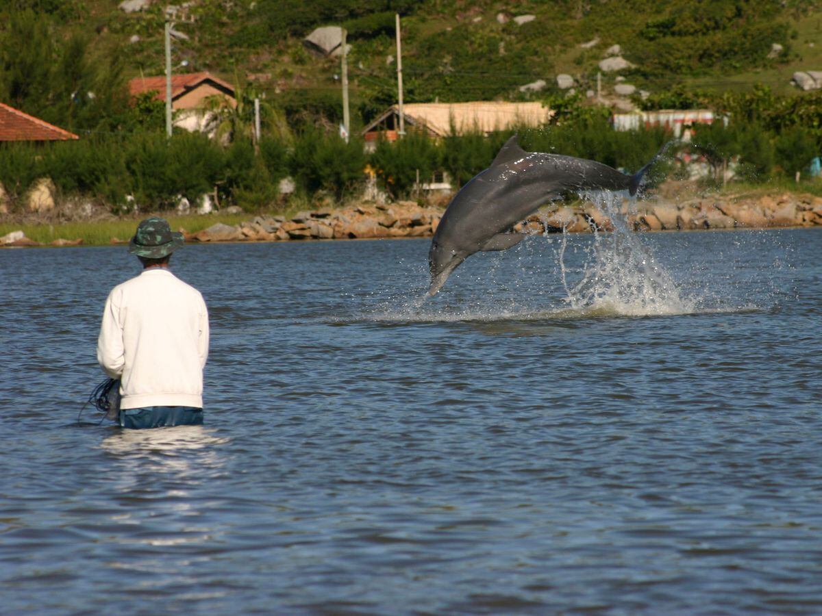 A dolphin jumps in front of fishermen at Praia da Tesoura in Laguna, Brazil