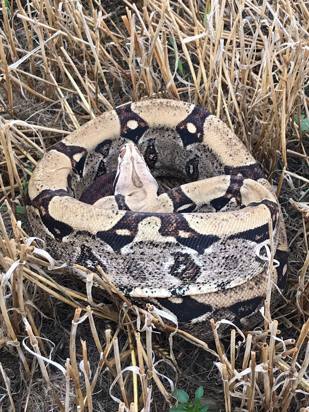 The snake was found in a field near Baschurch five days after another boa constrictor was discovered. Photo: Andy Bucknall