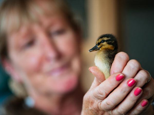 Fran Hill of Cuan Wildlife Rescue with a duckling