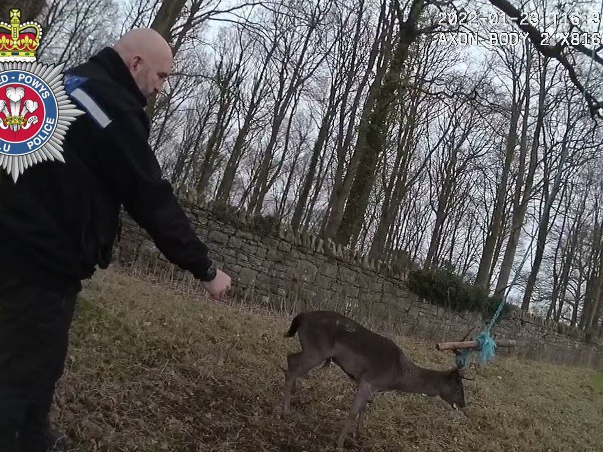Two police officers in Wales attend to a deer which had become trapped in a rope swing