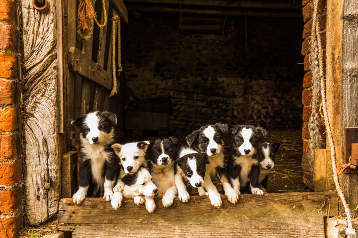 Eight border collie pups captured on camera by wildlife photographer Andrew Fusek Peters