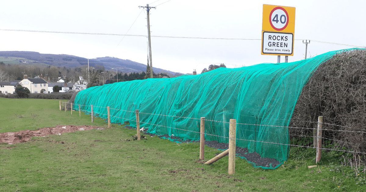 Netting over hedgerows in Rocks Green, Ludlow