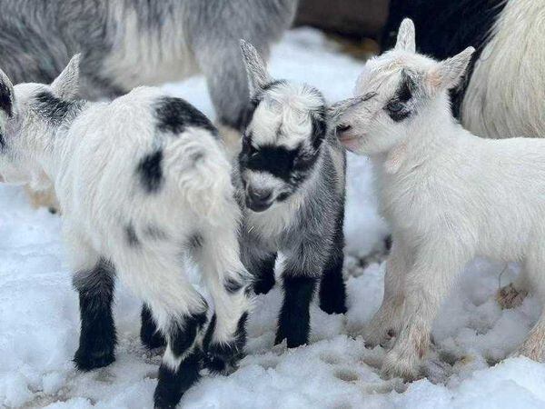 The baby goats. Photo: Telford's Exotic Zoo