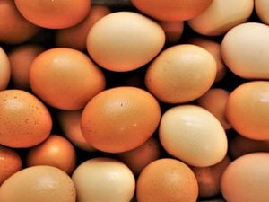 Free range egg farm near Telford gets go-ahead to double production