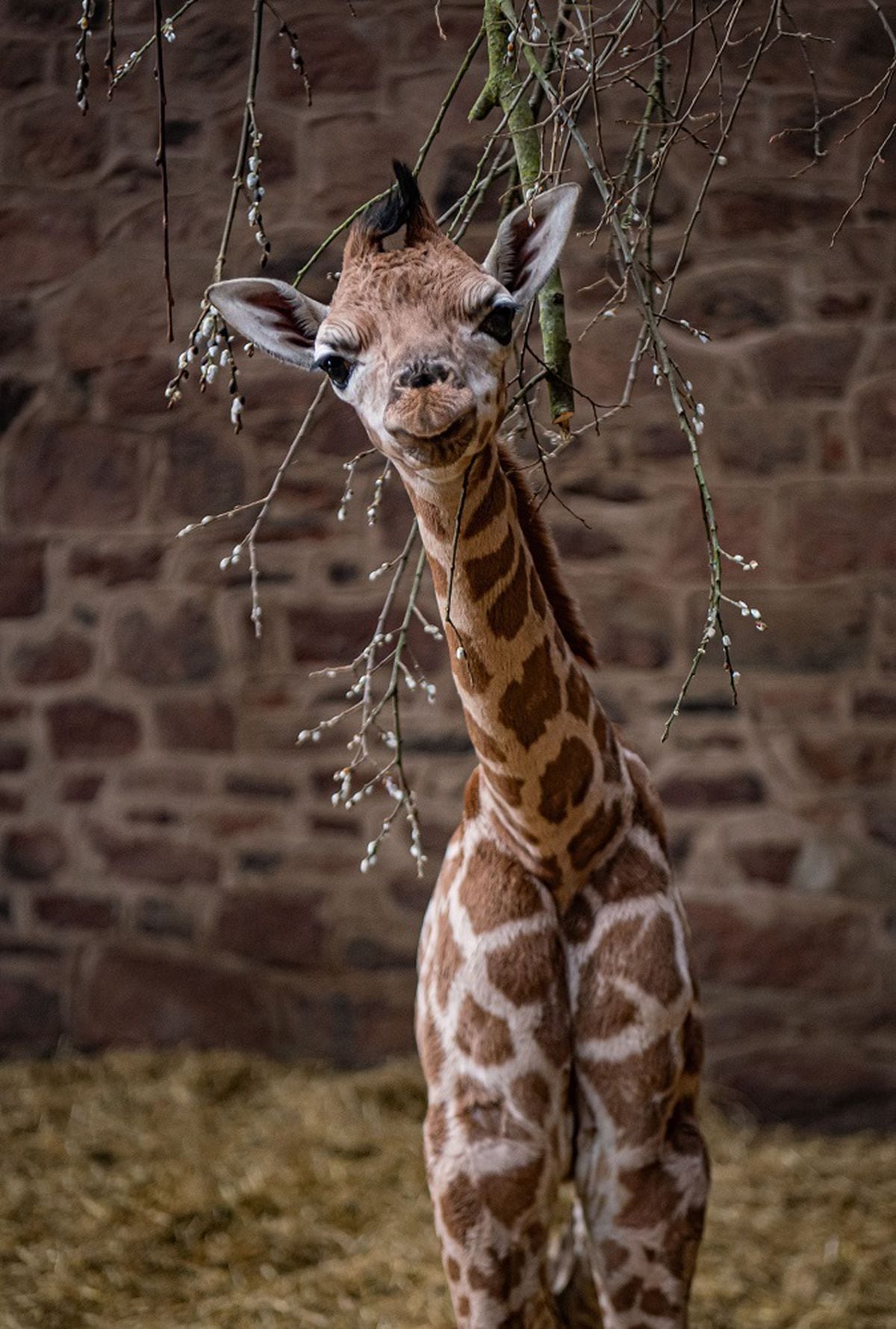 A rare baby giraffe has been born at Chester Zoo