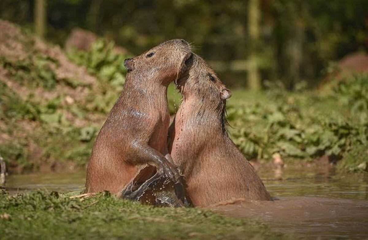 Capybaras.