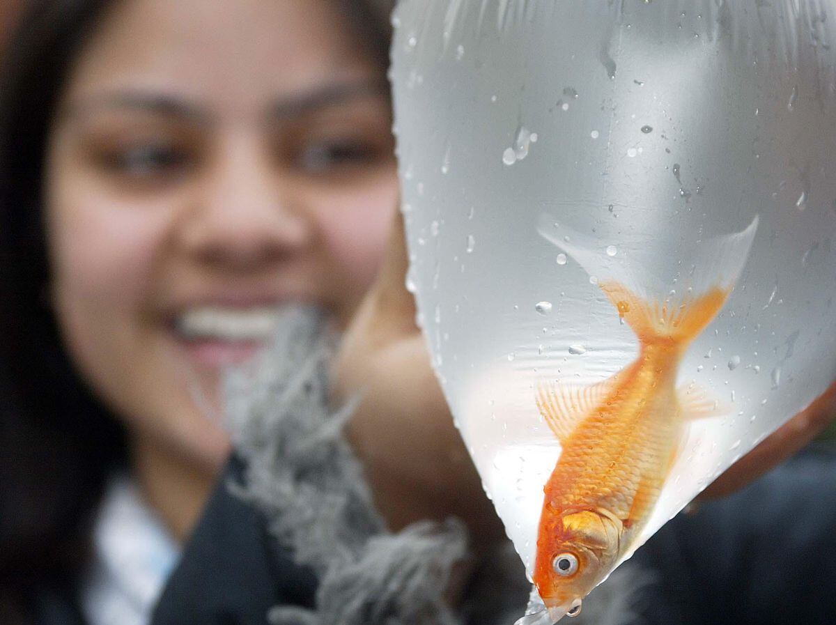 The days of goldfish being offered as fairground prizes on Shropshire Council land could soon be over