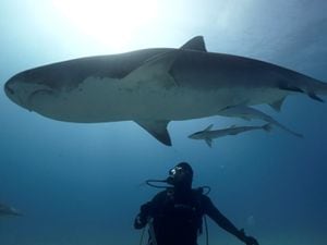 From the film Tiger Shark King 3 