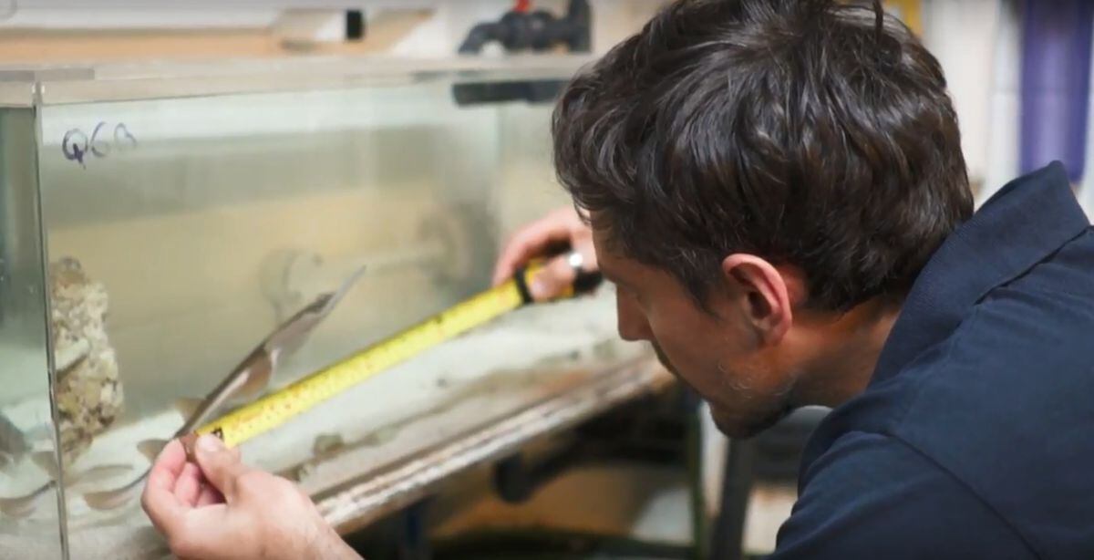 Six rare endangered blackchin guitarfish have been born at Birmingham Sea Life Centre