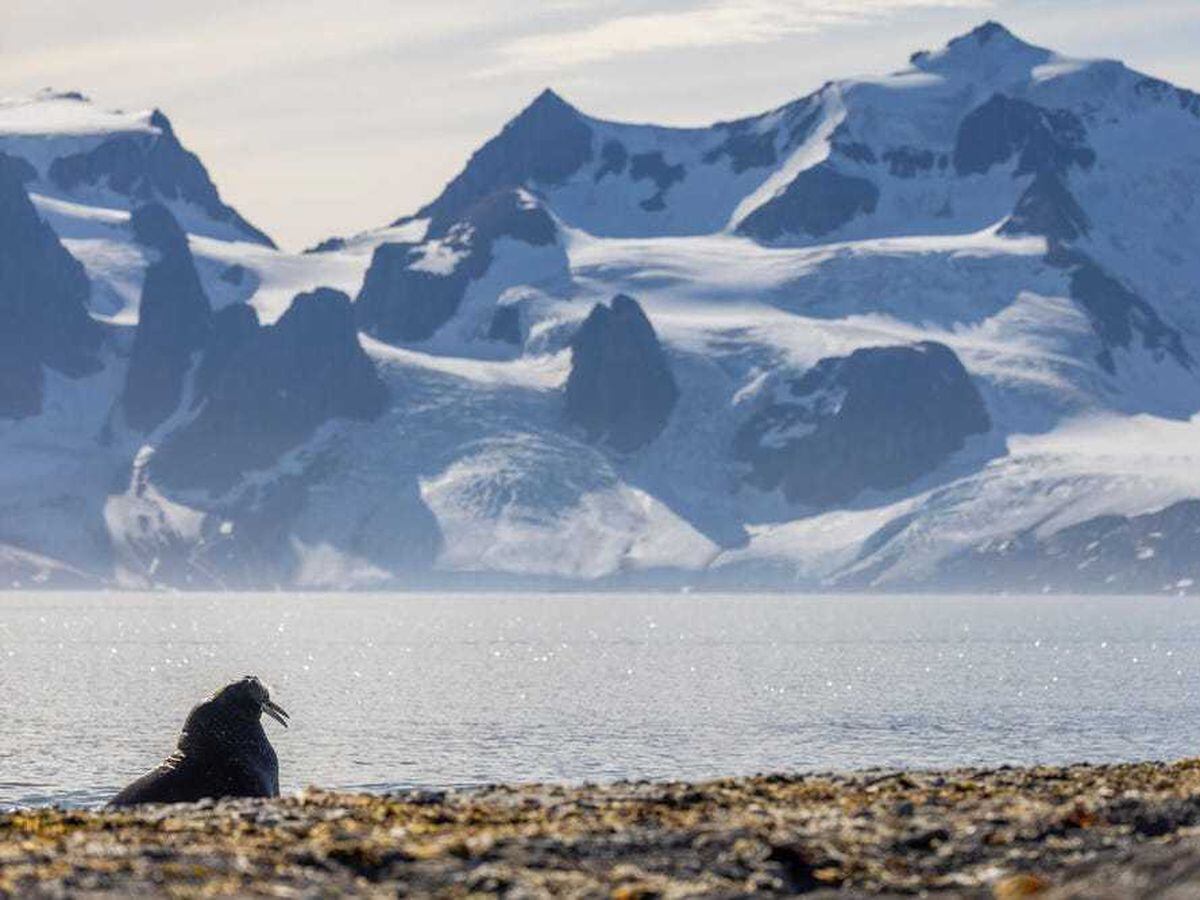 A walrus on a spit of land with sea and mountains behind