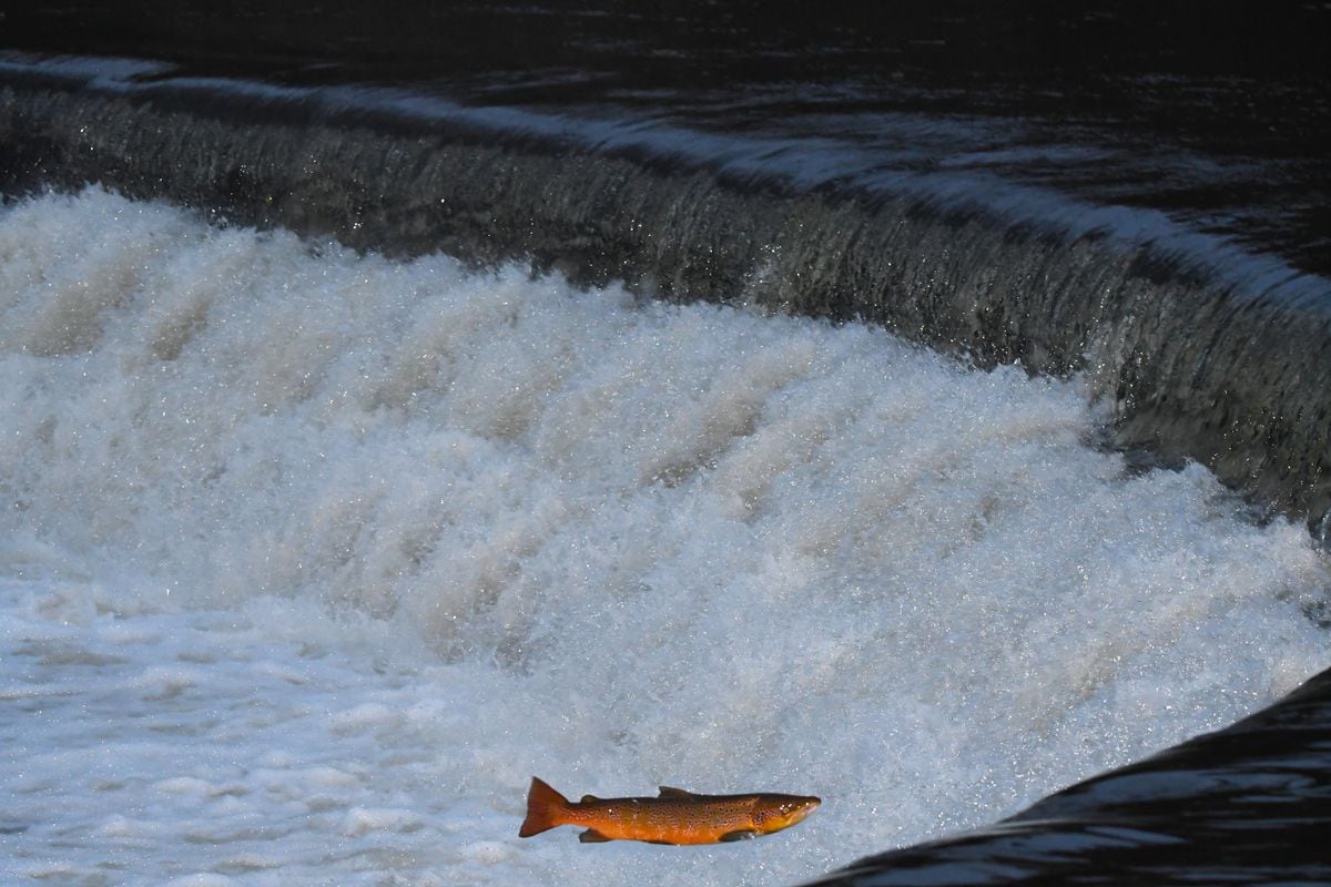 A fish leaps at the weir