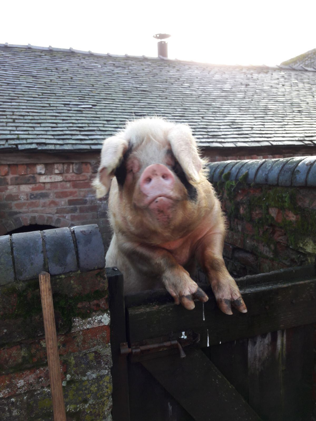 A resident pig at Acton Scott Historic Working Farm