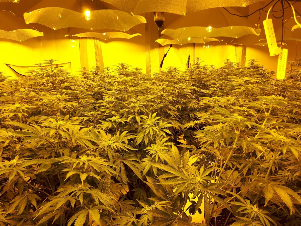  About 900 plants were seized. Photo: West Mercia Police 