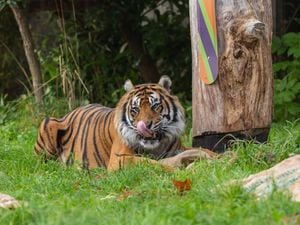 Sumatran tigers at ZSL London Zoo
