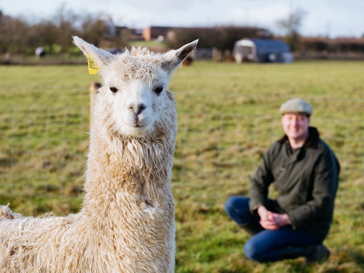 John Franklin-Hackett with one of his alpacas. 