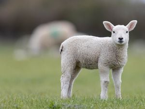 A spring lamb 