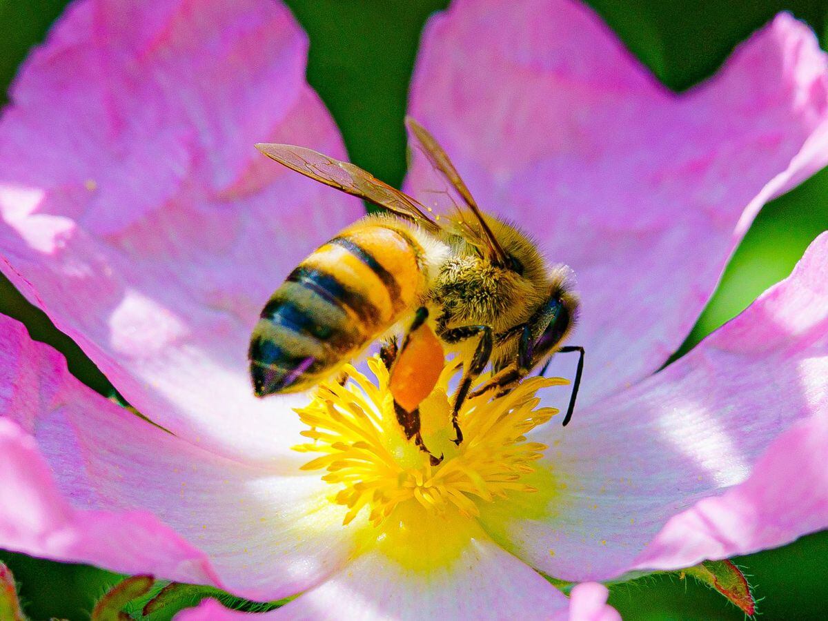Honeybees provide a snapshot of city landscape and health - scientists