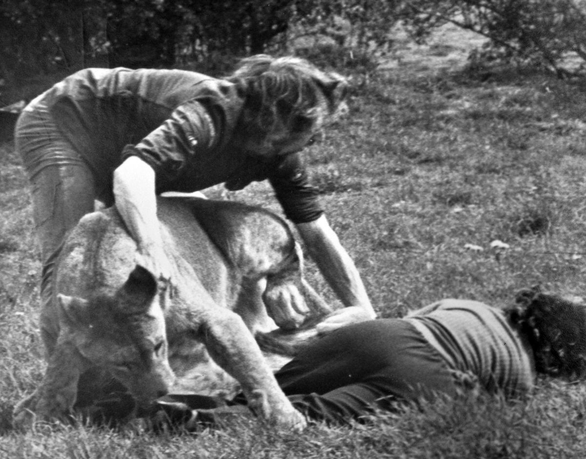 Bob Lawrence wrestled the lioness clear.
