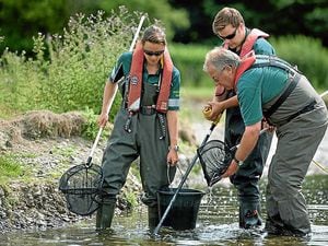 Environment Agency workers were called to the River Teme at Leintwardine, near Ludlow, after fish became stranded on gravel beds 