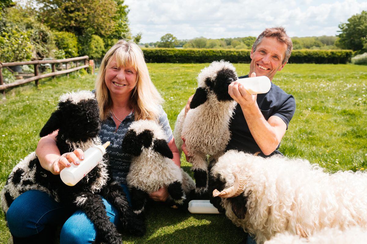 Karen McQuattie and Rod Wildman with lambs Klarice, Kookie and King