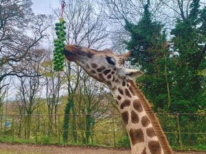 Giraffes drinking – ludicrous