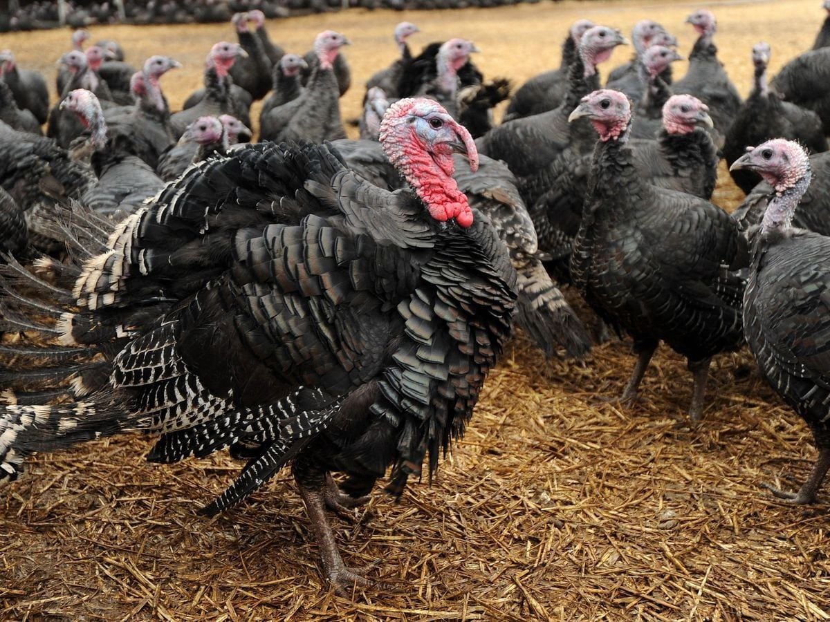 There are concerns over a turkey shortage 