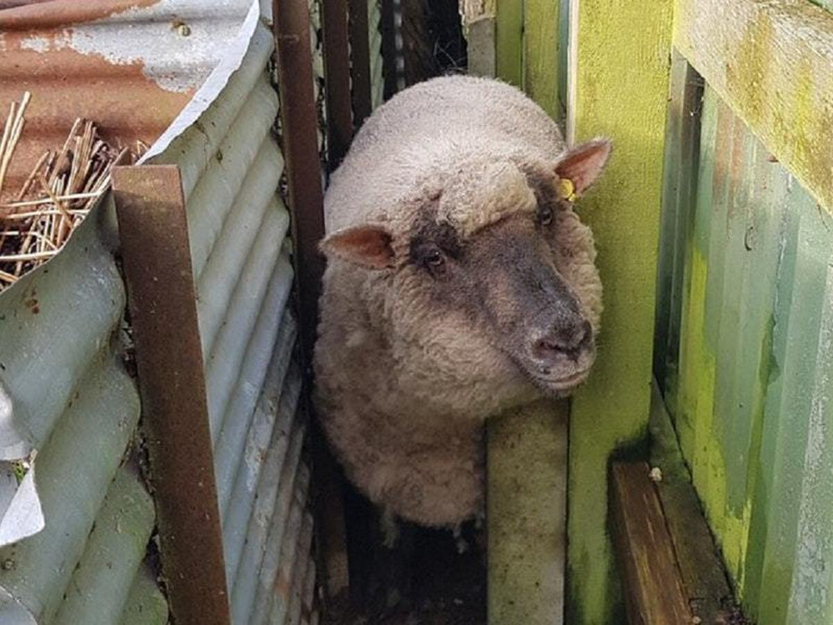 Yum Yum the ‘very fat’ sheep rescued after getting rammed in tight spot