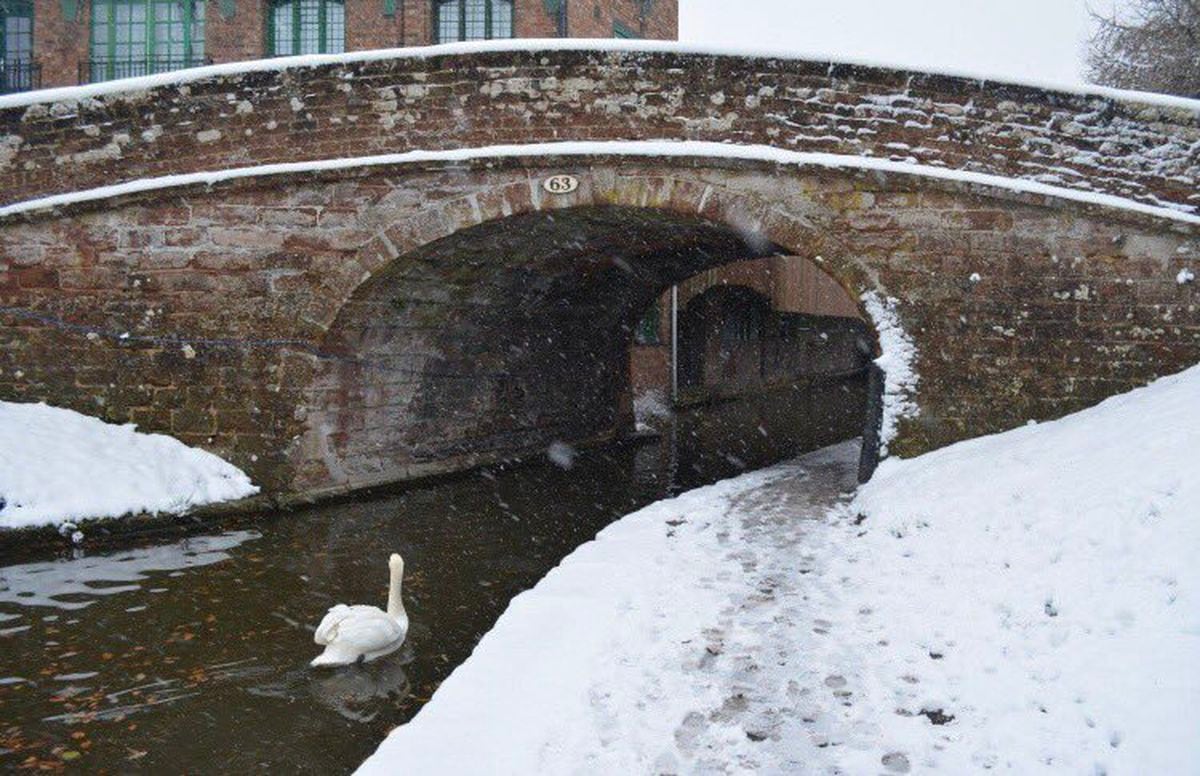 The snow falling at the waterside as a swan swins by. Picture: Becky Timmis