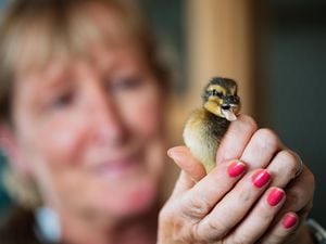 LAST COPYRIGHT SHROPSHIRE STAR JAMIE RICKETTS 22/06/2022 - Cuan Wildlife Rescue have been having a challenging time with donations. They are still busy with intake of birds etc, but desperately need help with food, supplies and drivers, even with the cost of living. In Picture: Fran Hill holding a mallard duckling.