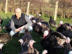Jonathan and the turkeys